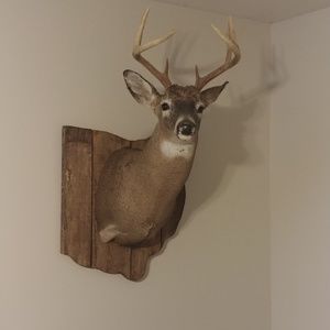 Meet your Posher, Justin